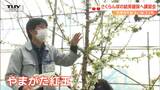 さくらんぼの結実確保へ講習会　やまがた紅王にはコツ“梵天で狙って受粉”を　|　山形のニュース│TUYテレビユー山形