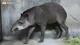 その名は「キンタロー」 愛媛県立とべ動物園にアメリカバクが仲間入り | 愛媛のニュース - Nスタえひめ|あいテレビは6チャンネル