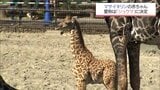 宮崎市フェニックス自然動物園で誕生　キリンの赤ちゃん命名式　愛称は「シュウマ」|TBS NEWS DIG