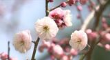 例年より1か月遅れで梅が開花 南信州に春の訪れ 見頃は3月下旬の見込み|TBS NEWS DIG