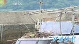 縁起がいい？アオサギが巣を作ったのは　山口県平生町|TBS NEWS DIG