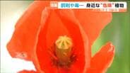 「葉っぱを折ると乳液が…」皮膚が弱い人はかぶれる危険ポピーに似た外来種に要注意|TBS NEWS DIG