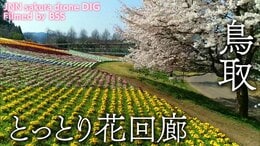 とっとり花回廊 鳥取県南部町 【JNN sakuraドローンDIG】|TBS NEWS DIG