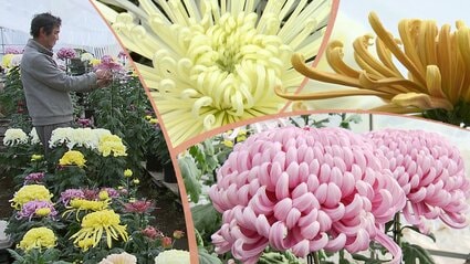秋色を訪ねて⑤】現在、最盛期を迎えている菊の花 この道25年の