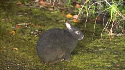 アマミノクロウサギの死亡事故が過去最多に 個体数の増加も一因か