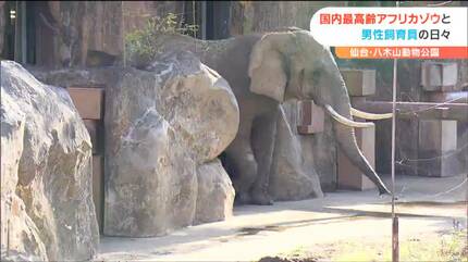国内最高齢”奇跡のゾウ”と60歳飼育員が乗り越えた最大の危機とは？40年