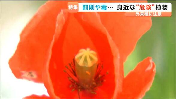 「葉っぱを折ると乳液が…」皮膚が弱い人はかぶれる危険ポピーに似た外来種に要注意|TBS NEWS DIG