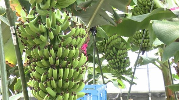 「勢いで始めました!」子育て主婦2人が作る"皮ごと食べられる" 無農薬バナナ「葵バナナ」=静岡市 | 静岡のニュース | SBSNEWS | 静岡放送