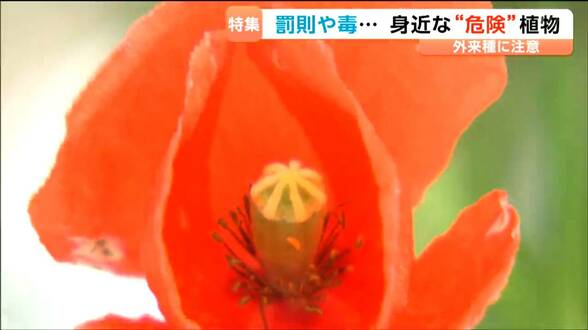 「葉っぱを折ると乳液が…」皮膚が弱い人はかぶれる危険ポピーに似た外来種に要注意|TBS NEWS DIG