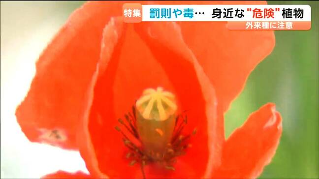 「葉っぱを折ると乳液が…」皮膚が弱い人はかぶれる危険ポピーに似た外来種に要注意|TBS NEWS DIG