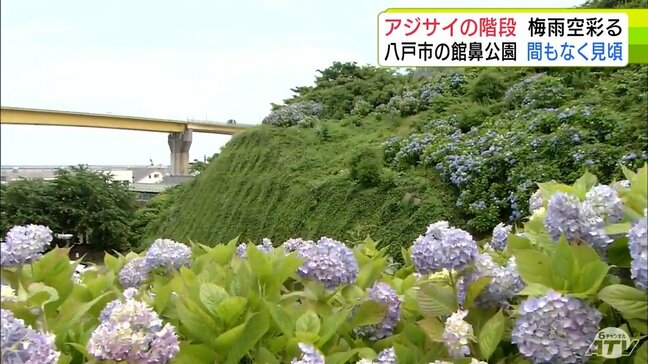 まるで梅雨空に向かって続く“アジサイの階段”　青森県八戸市「館鼻公園」で500株のアジサイが色づきはじめ　間もなく見頃へ|TBS NEWS DIG