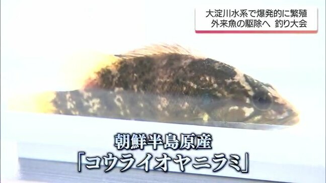 川で爆発的に繁殖する”厄介者”肉食魚「コウライオヤニラミ」釣って食べて拡大食い止めろ|TBS NEWS DIG