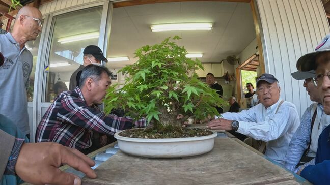 海外から訪れる業者も増加中の盆栽オークション　輸出額は年間9.2億円で中国を最多にヨーロッパ各国にも　愛知|TBS NEWS DIG