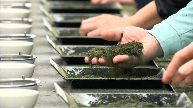 「驚くほどの高値」鹿児島県産荒茶平均価格2.2倍の1919円　平成以降最高値に|TBS NEWS DIG