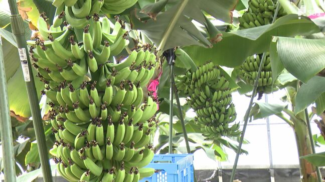 「勢いで始めました!」子育て主婦2人が作る"皮ごと食べられる" 無農薬バナナ「葵バナナ」=静岡市【しずおか産】|TBS NEWS DIG