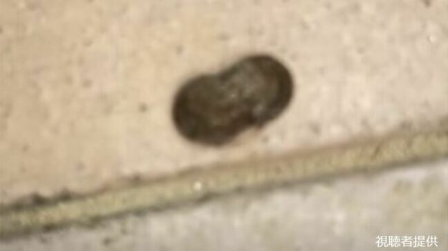 「ゴミと思ったら虫!?」黒い落花生の皮のようなものが動く投稿動画を調べてみると…正体は「マダラマルハヒロズコガ」|TBS NEWS DIG