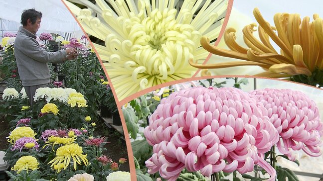 【秋色をたずねて⑤】現在、最盛期を迎えている菊の花　この道25年のベテランが語る、美しく咲かせるためのこだわりとは？　岩手・雫石町|TBS NEWS DIG