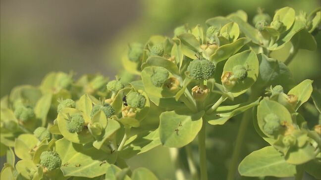 “イワタイゲキ”海岸の岩のあいだから黄色い花を咲かす 愛知県や三重県では準絶滅危惧種に指定 5月中頃まで見頃 三重・熊野市|TBS NEWS DIG