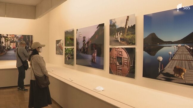「ネコの姿を通して日本の美しい風景を届けたい」動物写真家・岩合光昭さんが捉えた140点を展示「ご当地ねこ」展始まる＝静岡・三島市|TBS NEWS DIG