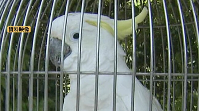 「オウム病」福岡県で7年ぶり発生 高熱や咳などインフルエンザに似た症状が出て重症化する場合も|TBS NEWS DIG