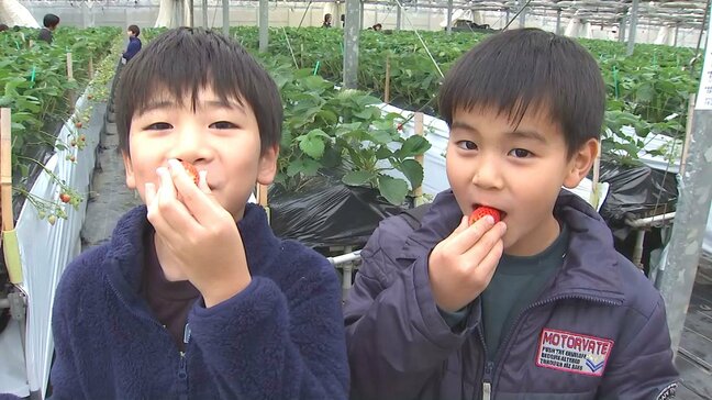 イチゴ農園25日オープン 3品種9000株が食べ頃、地元児童が一足早く満喫　大分・竹田市|TBS NEWS DIG
