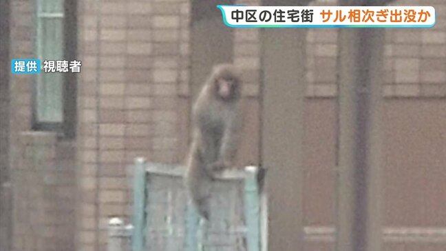 「なんでここにサルが…？」　広島市中区の住宅街にサル出没か　防犯カメラには黒い鳥を追い払うような様子も|TBS NEWS DIG