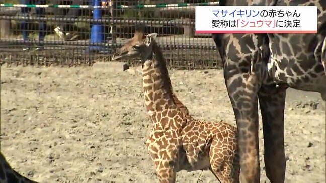宮崎市フェニックス自然動物園で誕生　キリンの赤ちゃん命名式　愛称は「シュウマ」|TBS NEWS DIG