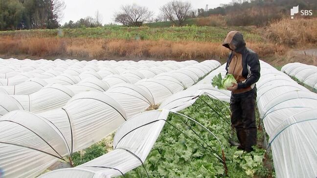「恵みの雨だがもう少し早く降ってほしかった」117日ぶりの雨もレタス3000玉を廃棄… 急激な気温変化に悩む生産現場＝静岡・三島市|TBS NEWS DIG