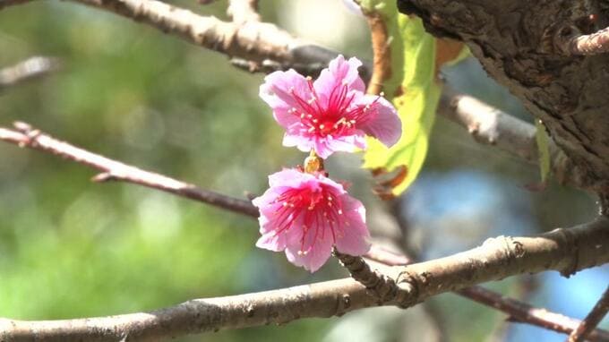 「日本一早咲きの桜まつり」 本部町の八重岳に7000本のカンヒザクラ|TBS NEWS DIG