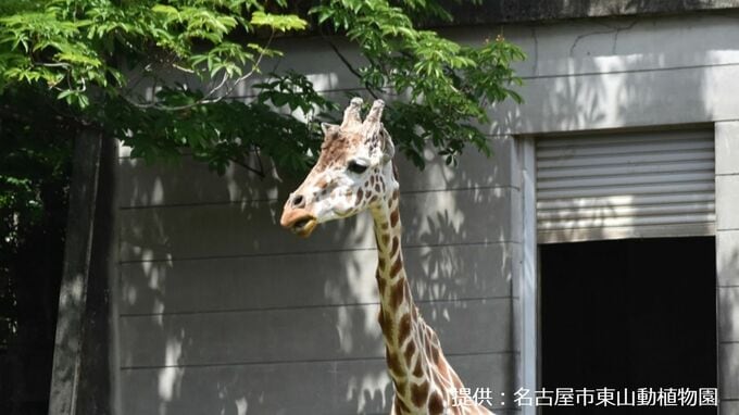 東山動植物園 19歳のアミメキリン「トリノ」死ぬ 水堀に転落…起立できず呼吸器不全に 仲間迎えた直後の訃報 名古屋　|　名古屋・愛知・岐阜・三重のニュース【CBC news】 | CBC web