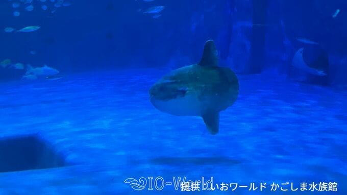 マンボウ死ぬ　かごしま水族館の人気者|TBS NEWS DIG