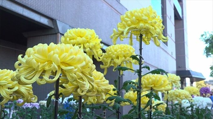 咲き誇る菊およそ120鉢　県内の愛好家が出品　菊花競技大会　|　山梨のニュース | ＵＴＹテレビ山梨