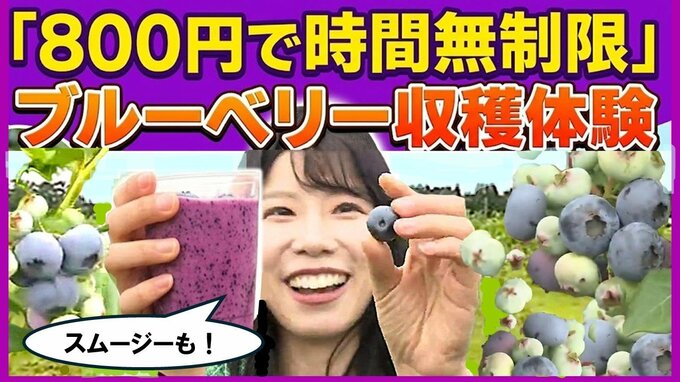 「800円で時間無制限」ブルーベリー食べ放題がスタート！十和田市の古民家『農園カフェ 日々木』で旬の味覚とヘルシーランチを堪能【わっち!!中継】　|　青森のニュース│ATV NEWS│青森テレビ