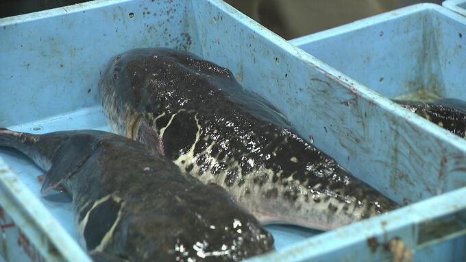 トラフグの漁場 山口沖→宮城沖に？海水温上昇の影響か　フグの本場・下関で初競り　猛暑続き需要減…値段は去年より安く　山口・下関　|　山口のニュース・天気・防災｜tys NEWS｜ｔｙｓテレビ山口
