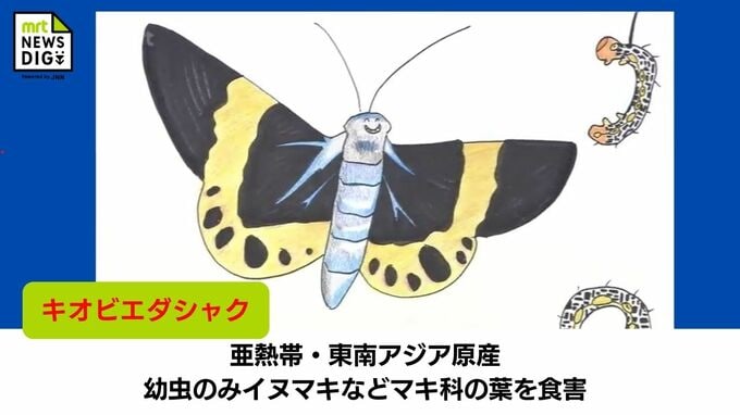 今年も大量発生!「キオビエダシャク」  生け垣などの被害を防ぐためにはこの6月末　幼虫に農薬をかけた葉っぱを食べさせて駆除　|　MRTニュース ｜ ＭＲＴ宮崎放送