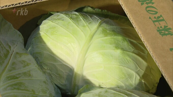 キャベツ界のブランド「若松潮風キャベツ」２０２３年初の出荷　|　福岡のニュース｜RKB NEWS｜RKB毎日放送