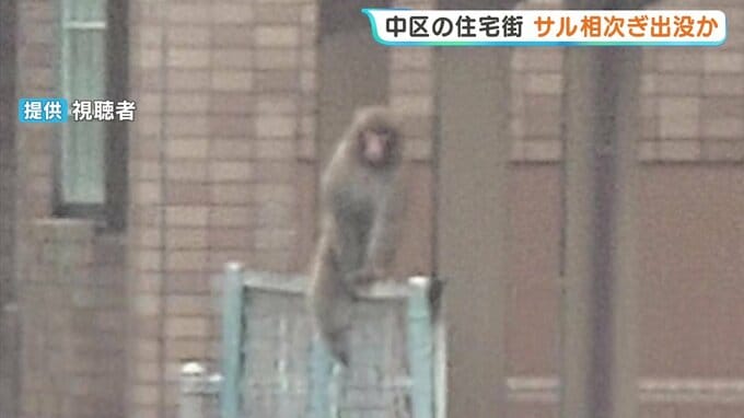 「なんでここにサルが…？」　広島市中区の住宅街にサル出没か　防犯カメラには黒い鳥を追い払うような様子も　|　RCC NEWS | 広島ニュース | RCC中国放送