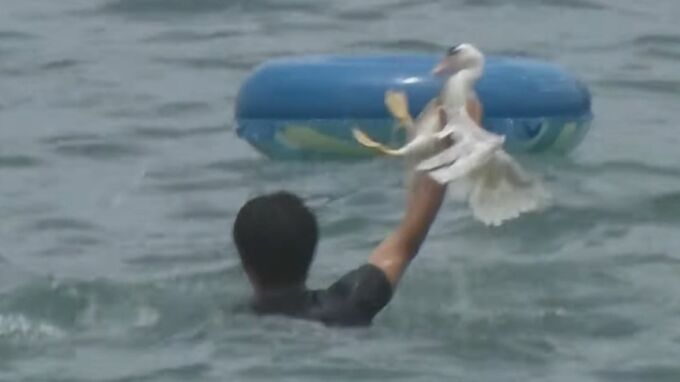 地元も伝統と虐待の狭間で意見割れる　糸満ハーレーの「アヒル取り競争」　動物愛護法違反容疑で関係者を書類送検　|　沖縄のニュース｜RBC 琉球放送