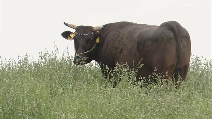 【詳報】行方不明の牛3頭　うち1頭は放牧場内で発見も…　体長約2ｍ・6歳の黒毛のメス2頭は何処へ…　放牧場のエリア間の電熱線は破れていたものの外に通じる電熱線には問題なし　|　青森のニュース│ATV NEWS│青森テレビ