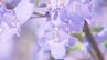 世界三大花木「ジャカランダ」の花が満開　薄紫色の花弁を房状に咲かせる　大分市・威徳寺　|　大分のニュース｜OBS NEWS｜大分放送