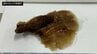 毒キノコを炒め物にして食べ食中毒…「ヒラタケ」と間違え「ツキヨタケ」食べたか 3家族6人が嘔吐や吐き気 10代の2人入院　|　愛媛のニュース - Nスタえひめ｜あいテレビは6チャンネル