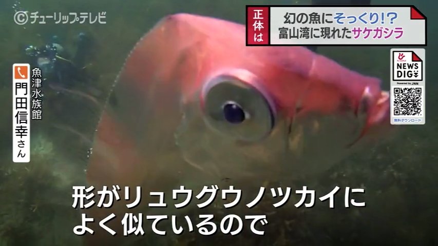 ギョロ目＆タテガミ！深海魚 “そっくりさん” 富山湾に現る…その正体は