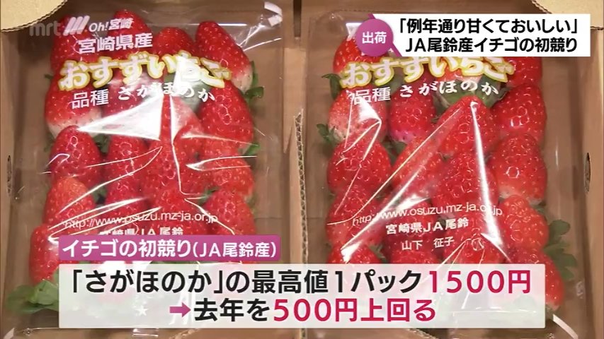 最高値は1パック1500円 宮崎県内最大の産地・JA尾鈴産のいちごの初競り