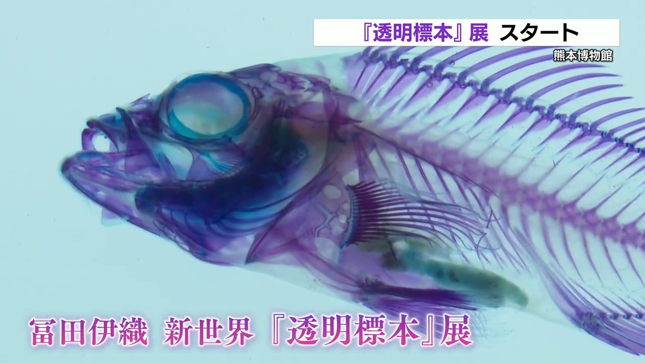 透明標本』で生物の骨格を観察 熊本博物館で展示会スタート | 熊本の