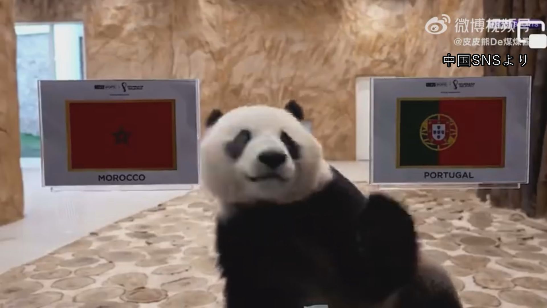 サッカーw杯 準々決勝残り2試合 驚異の的中率誇るパンダ予想は Tbs News Dig