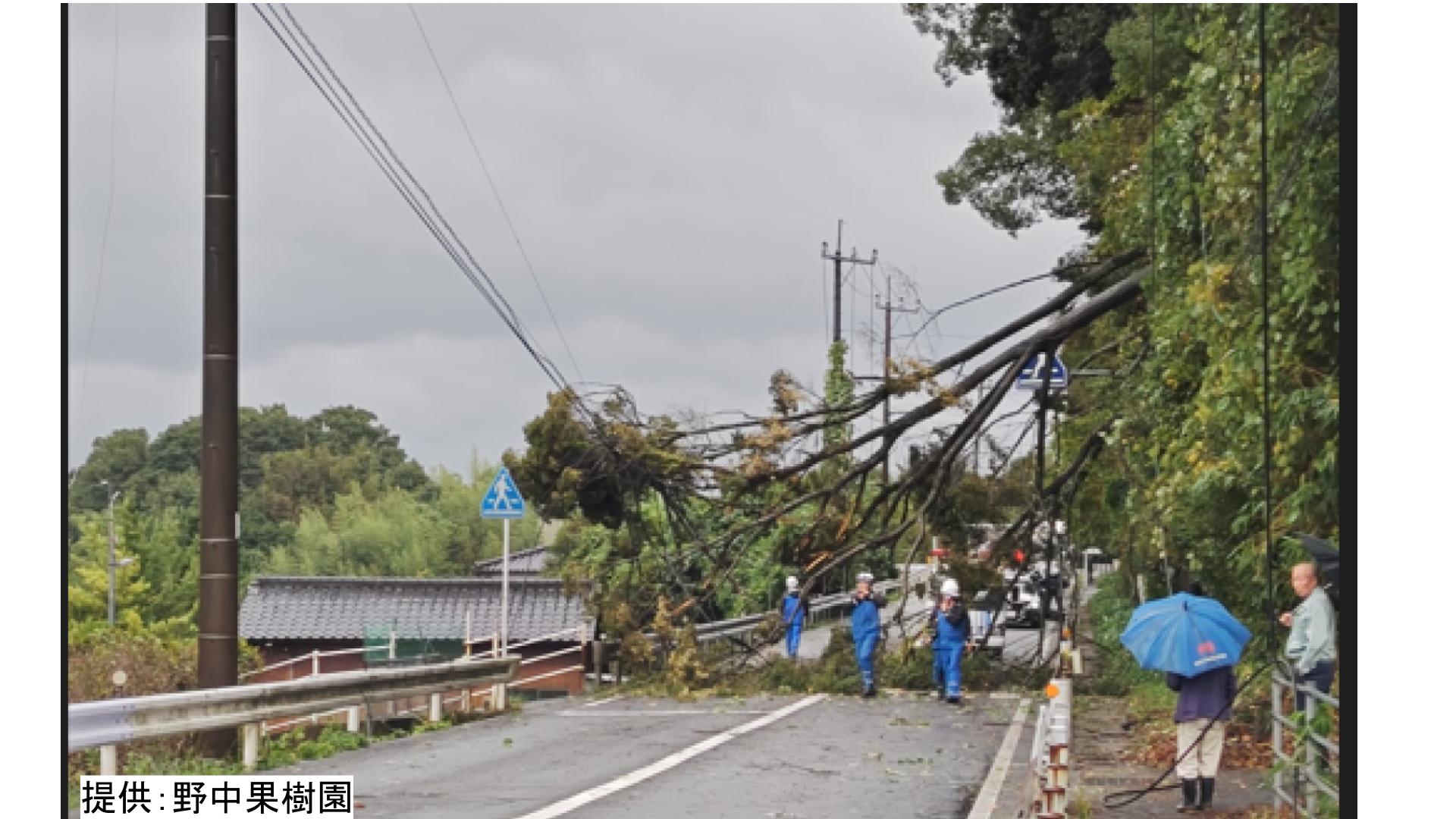 暴風の影響か 高さ約12mの木が倒れ国道ふさぐ 上下線全面通行止め 電線