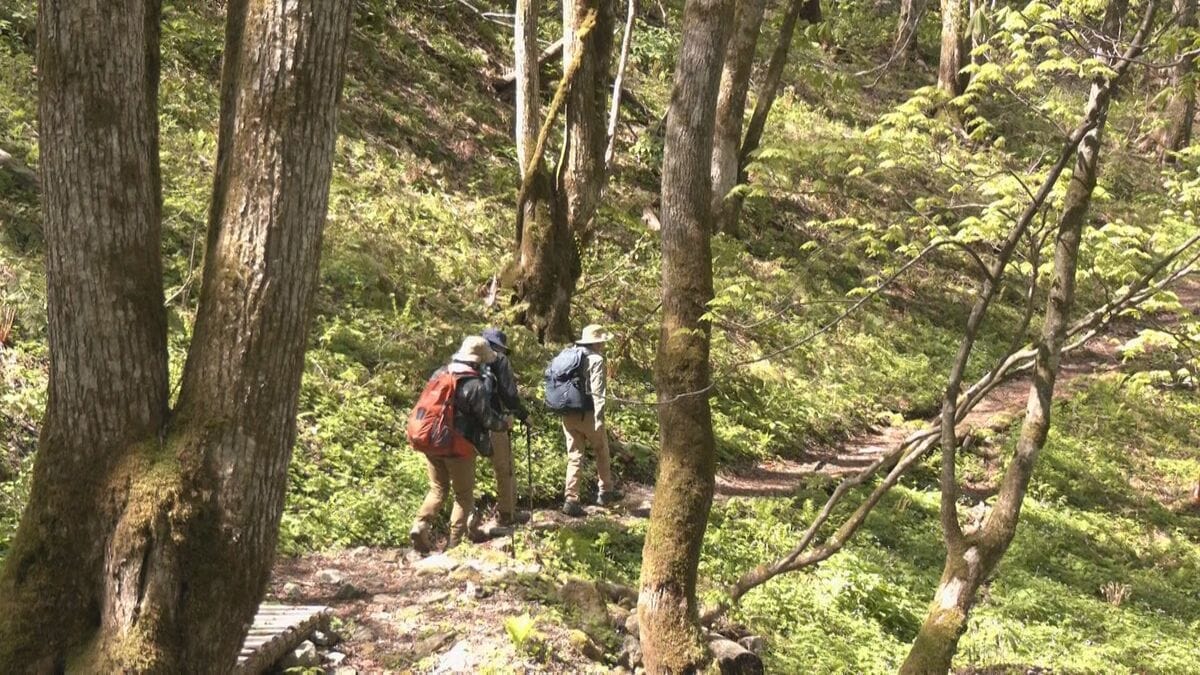 “乗鞍最後の秘境”五色ヶ原の森が山開き 例年より10日ほど早く 岐阜・高山市