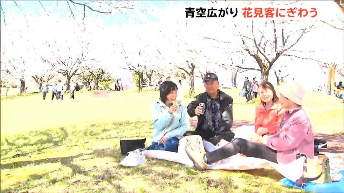 サムネイル_300本の桜が満開で「すばらしい!」青空広がり絶好の花見日和に 新潟県長岡市