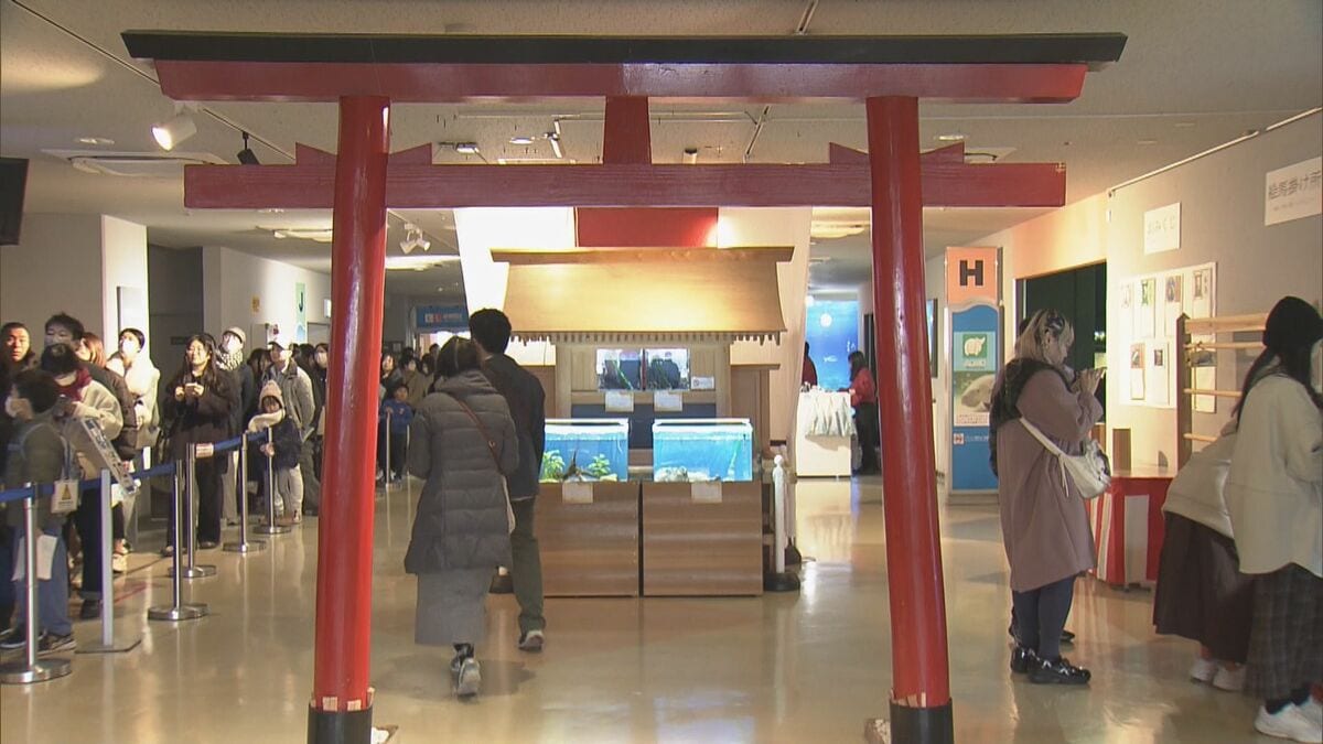 新年の干支「午」とかけましてイセエビと解きます…鳥羽水族館で「ウマ」い新春イベント タツノオトシゴも 三重