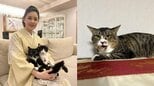 【 ねこ 】藤あや子さんの保護猫「じゃこ天」くん未だ馴れず 先住猫 “オレオ姉さん” 不満顔|TBS NEWS DIG